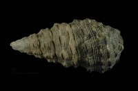 藏品(白葚蟹守螺)的圖片